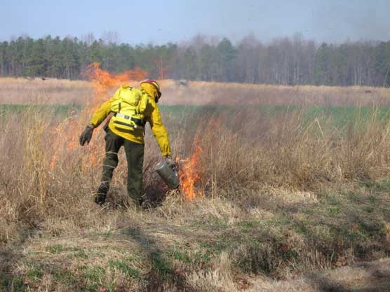 Prescribed burn at Malvern Hill