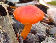 Vermilion waxycap