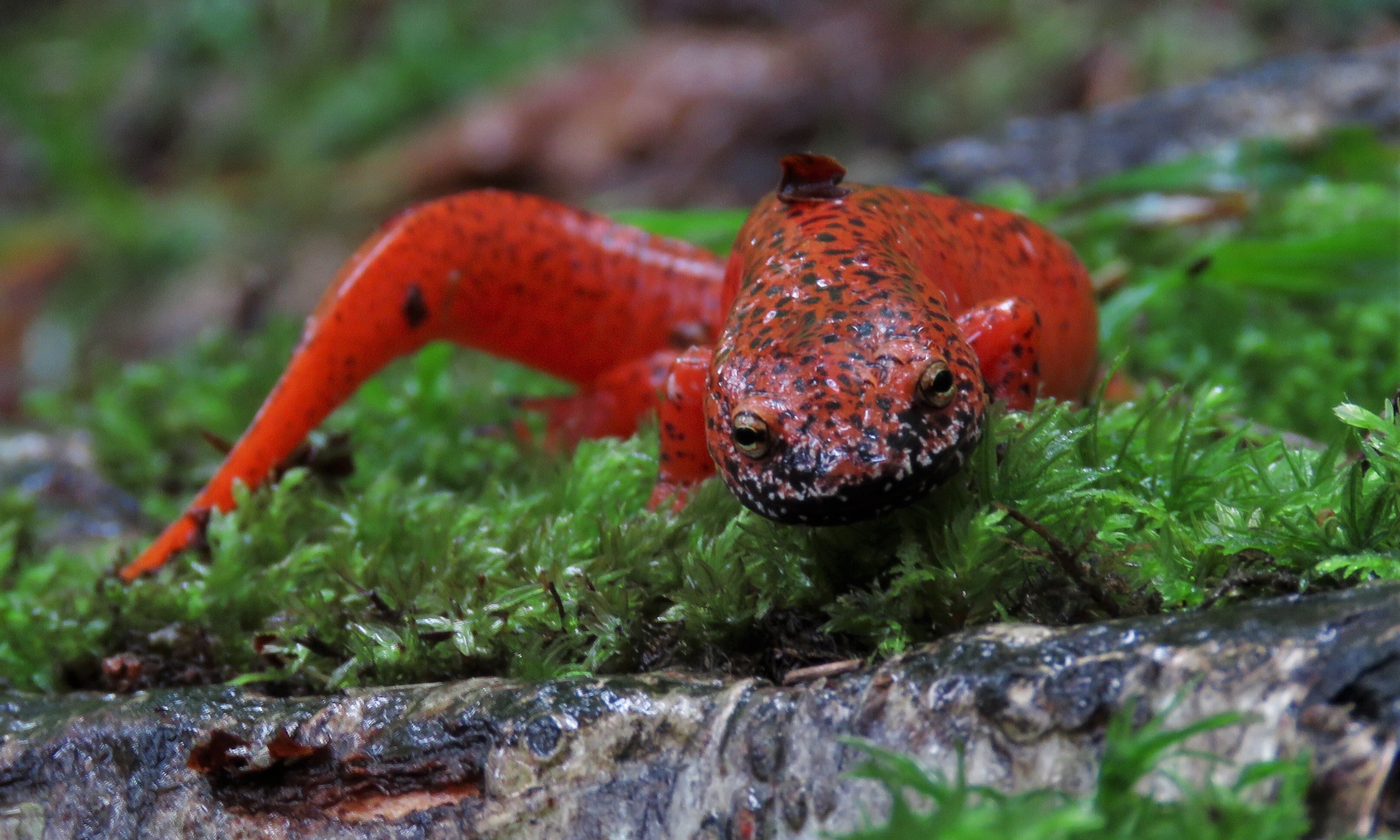 Black-Chinned Red Salamander