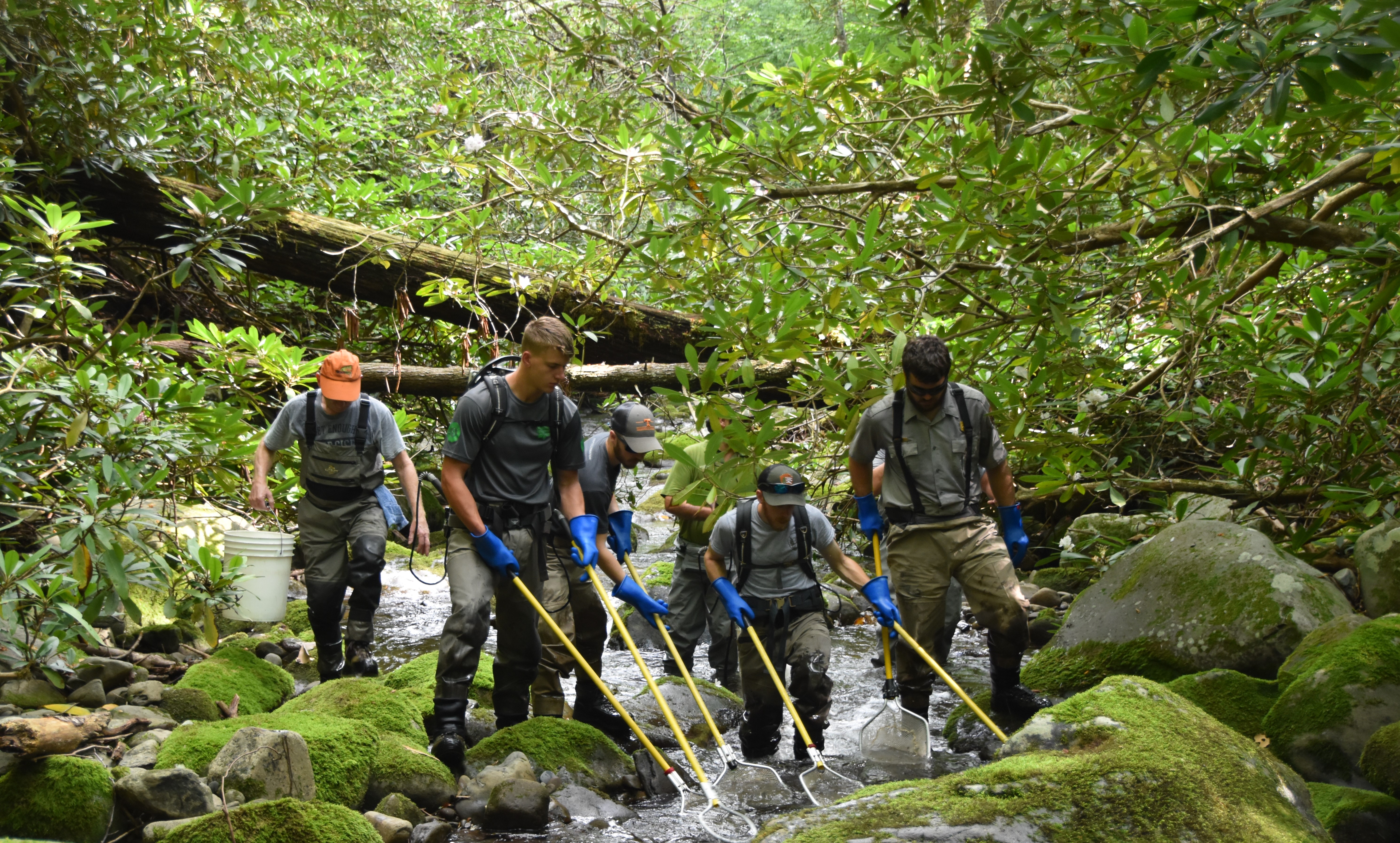Fisheries division electrofishing in the Smokies