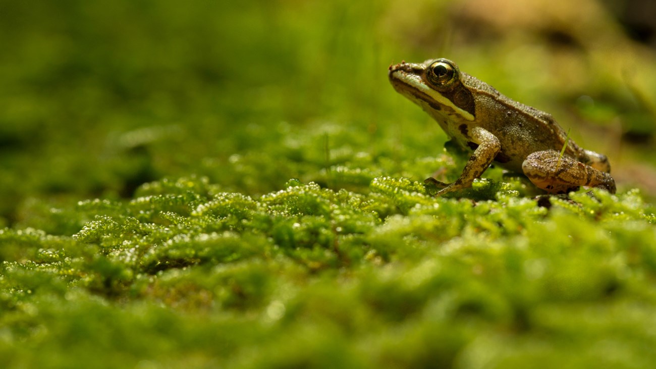 Frog in the Park