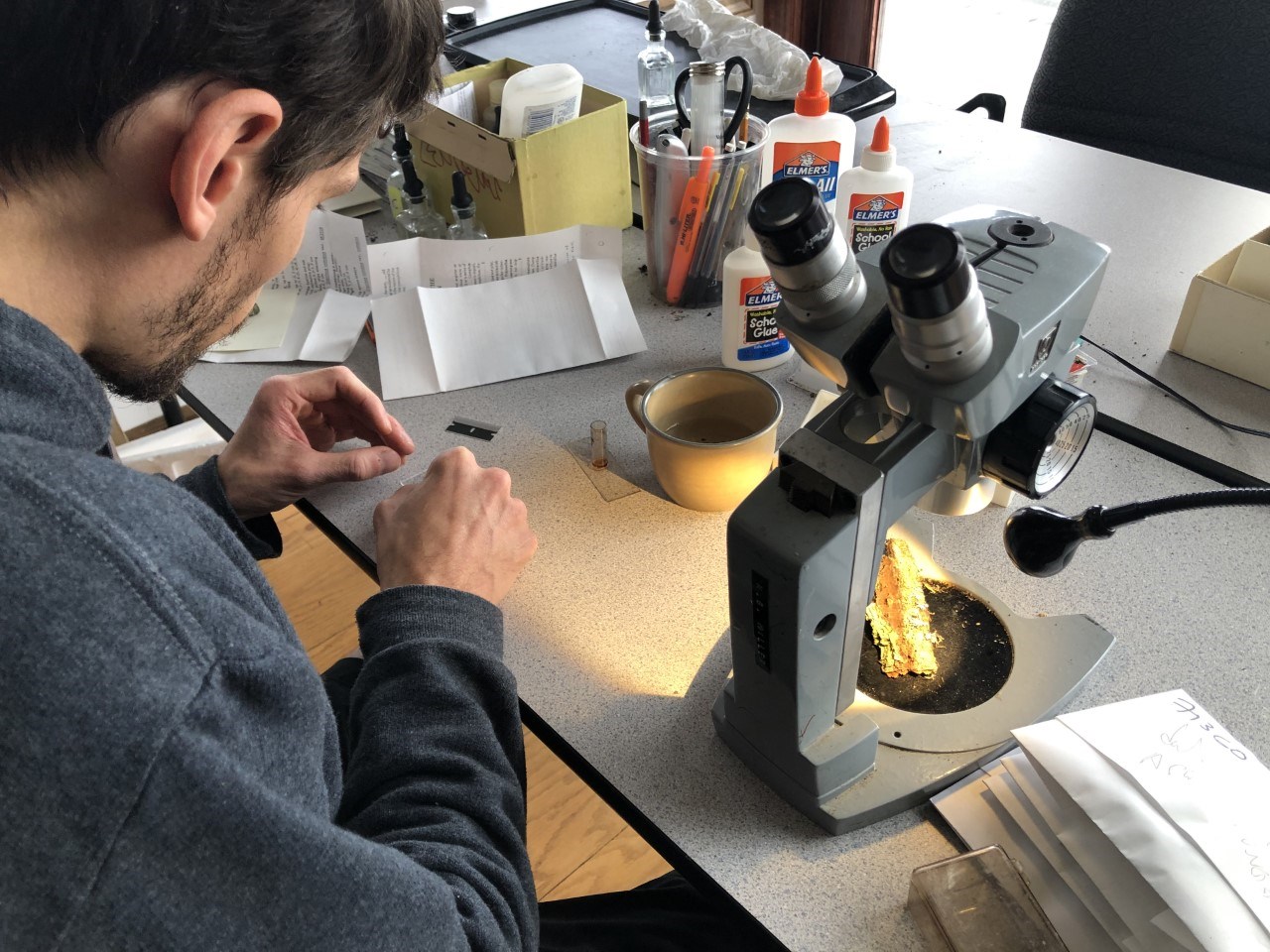 James Lendmer identifying specimens of lichen. James Lendmer identifying lichen specimens.