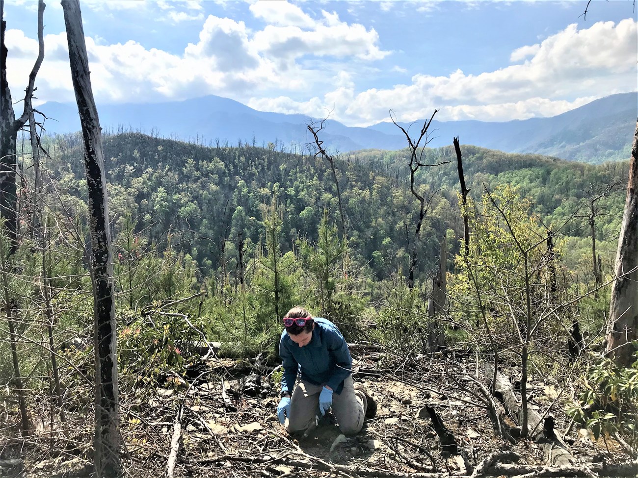 Researcher Kendall Beals collecting soil to learn more about microbial communities in the park.