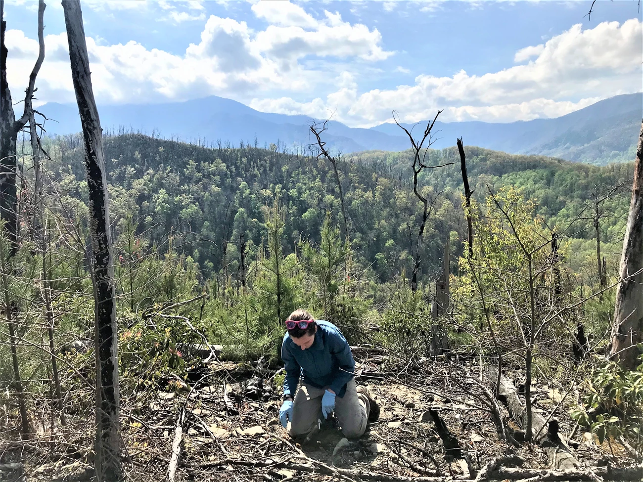 Researcher Kendall Beals Collecting Soil for Microbial Research Researcher Kendall Beals collecting soil to learn more about microbial communities in the park.