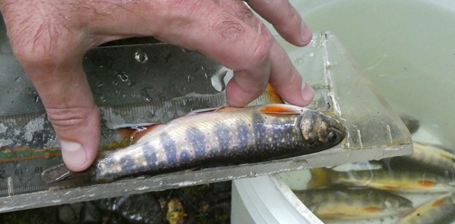 Brook Trout being measured by fisheries biologist.