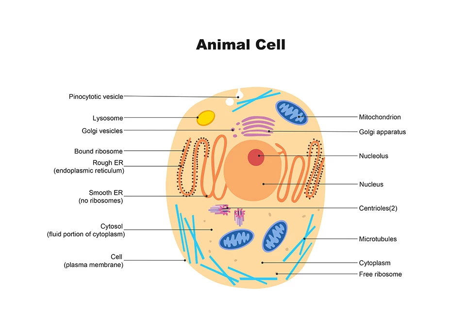 Animal Cell Diagram Animal Cell Diagram