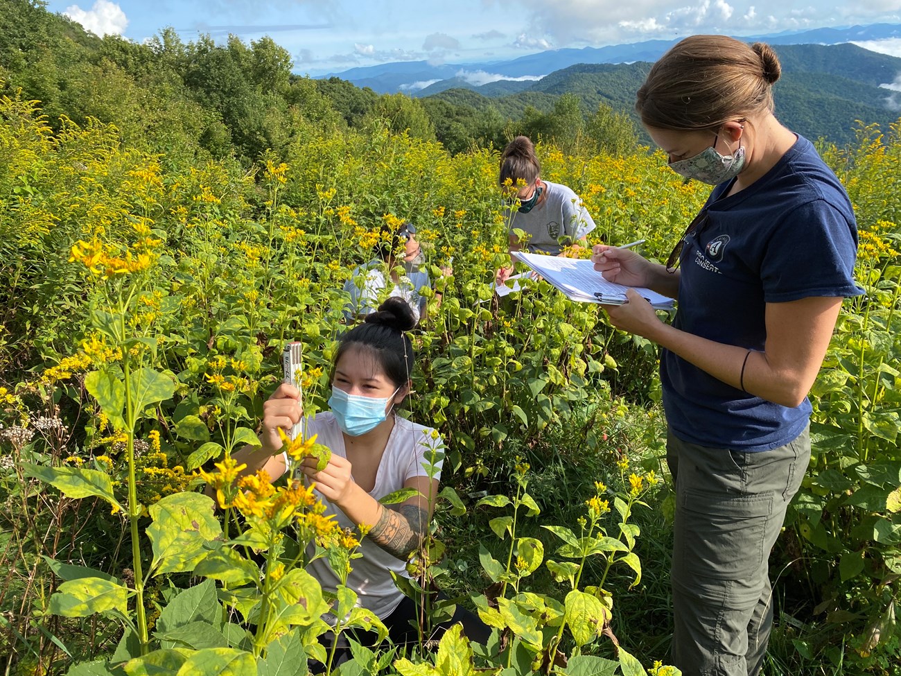 Interns and Rangers Performing Ozone Garden Monitoring.
