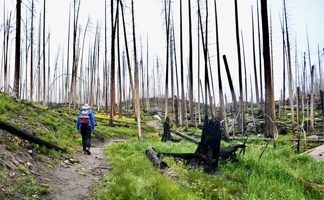 Hiker walking  Green Mountain Trail after Troublesome Creek Fire