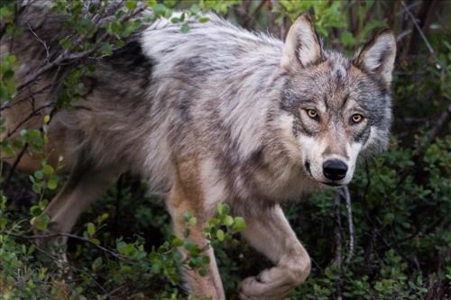 gray wolf gray wolf