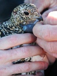 Ptarmigan researchers fit a tracking device on a ptarmigan hen.