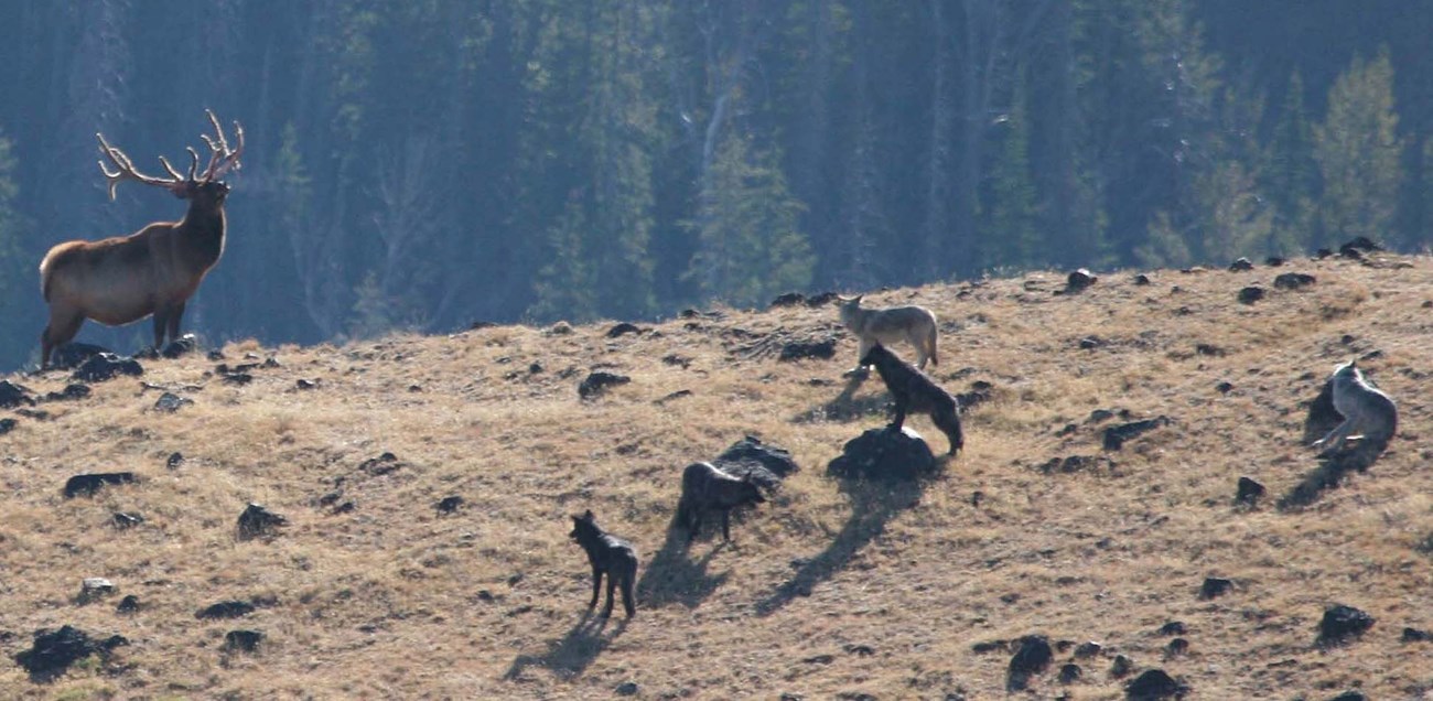 Wolf Pack vs Elk elk and wolves stand off