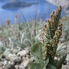 Pumice moonwort at Crater Lake