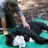 Ranger checking bear heartbeat