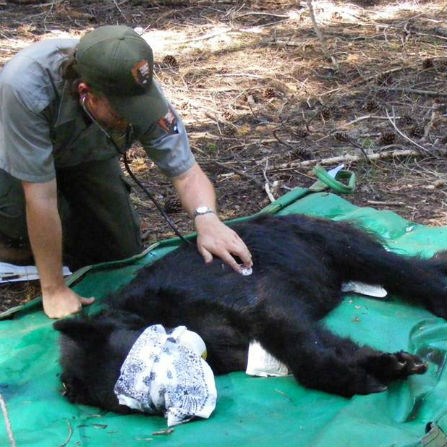 Ranger with black bear