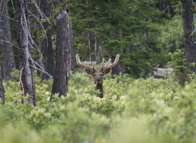 A bull elk sticks his head above the forest undergrowth.