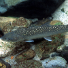 lt= Bull trout in stream
