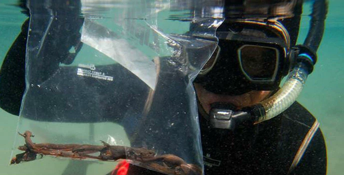 Park diver with captured newts