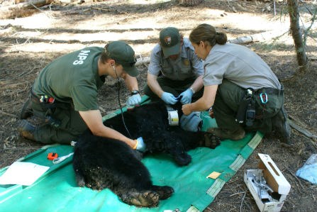 Wildlife Biologists taking data from a tranquilized black bear
