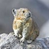 Pika on rock