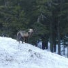 Red fox on snowbank