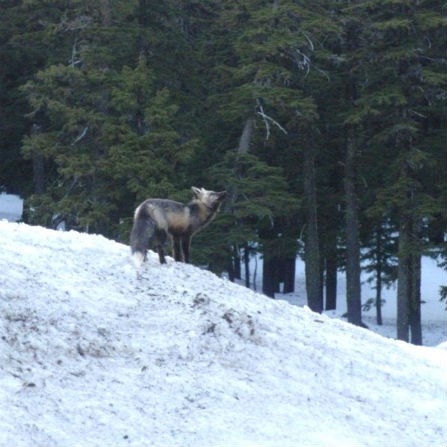 Red fox on snowbank