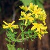 lt= Picture of Saint Johns Wort
