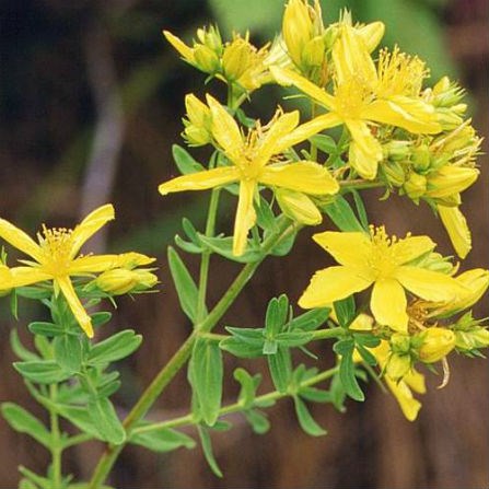 lt= Klamath Weed flower