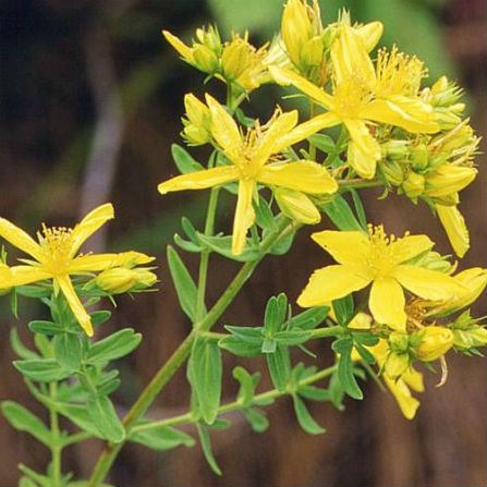 Klamath Weed flower