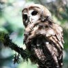 Northern spotted owl looks down from a tree