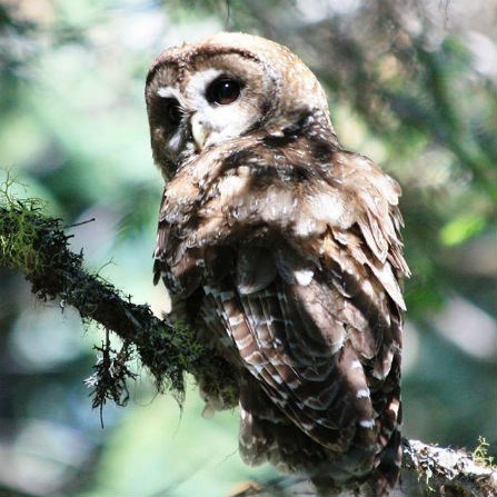 Northern Spotted Owl