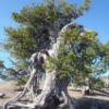 Whitebark pine tree