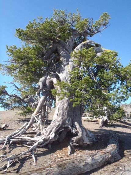lt= Whitebark pine at Crater Lake National Park