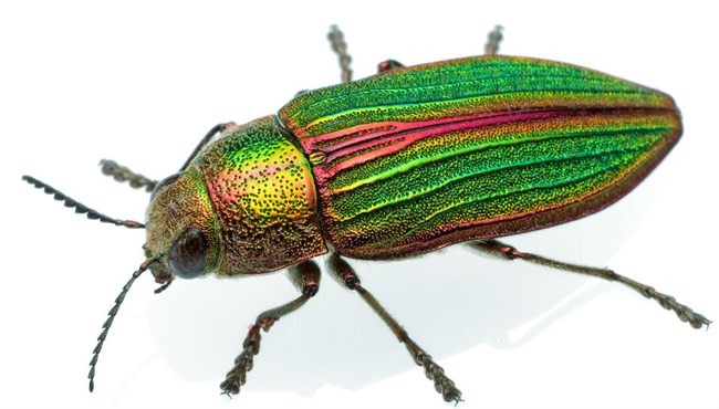 lt= Beetle