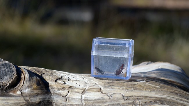 Two beetles are in a jar on top of a decomposing log.