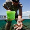 Ranger releasing newts