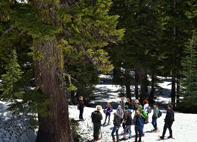 Students gather around a huge tree in a snowy forest.