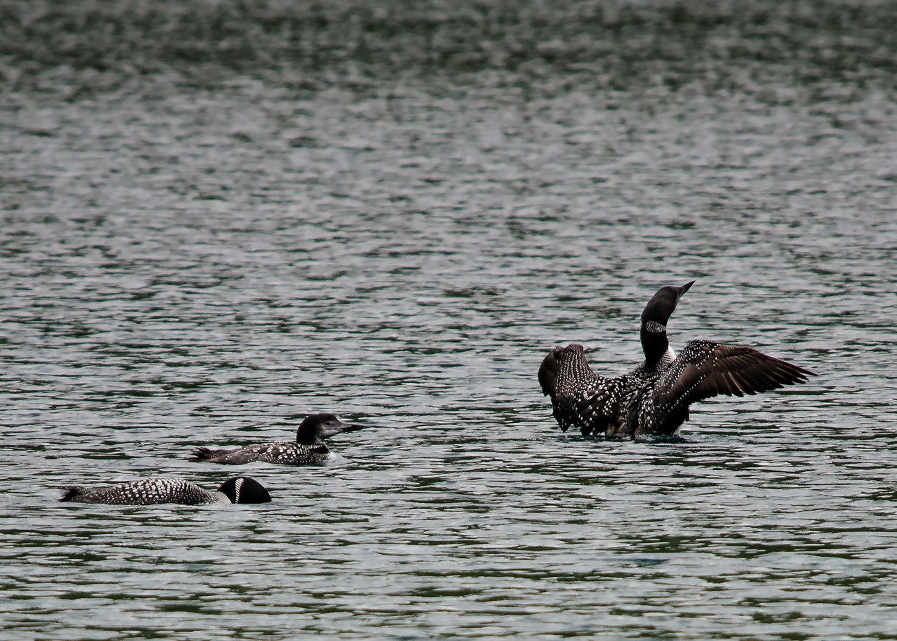 Common Loons sit on the water. Three black and white birds sit on top of the water. The one on the right has its wings spread.