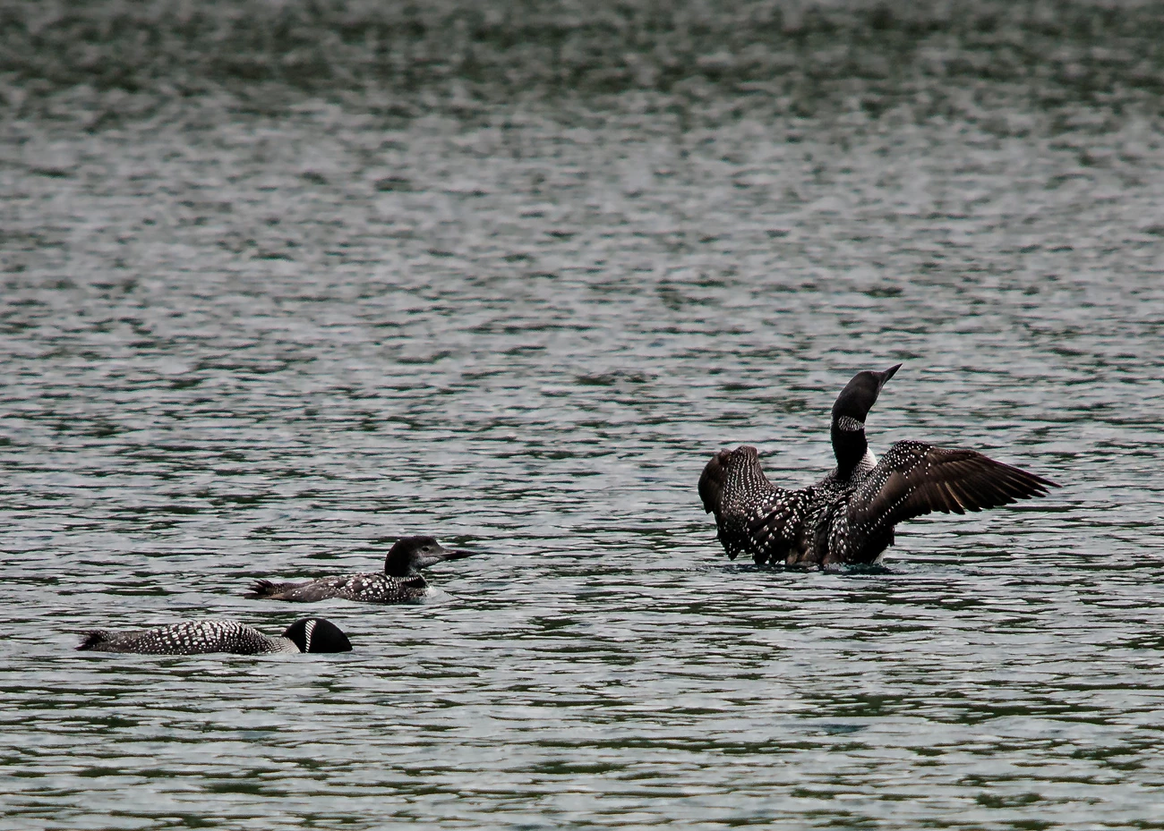 Common Loons sit on the water. Three black and white birds sit on top of the water. The one on the right has its wings spread.