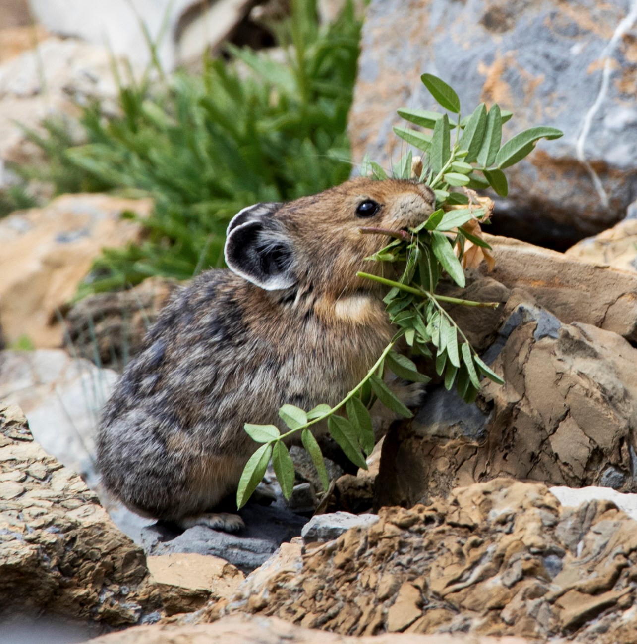 A small, brown and gray, potato-sized critter holds a large bundle of vegetation in its mouth.