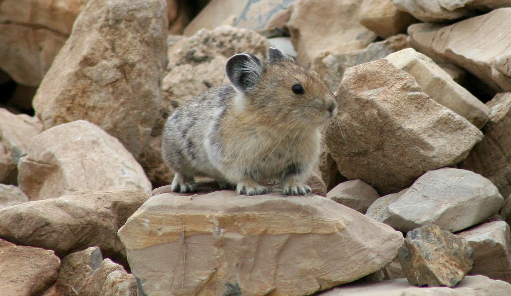 Small furry rodent on and among rocks its own body size