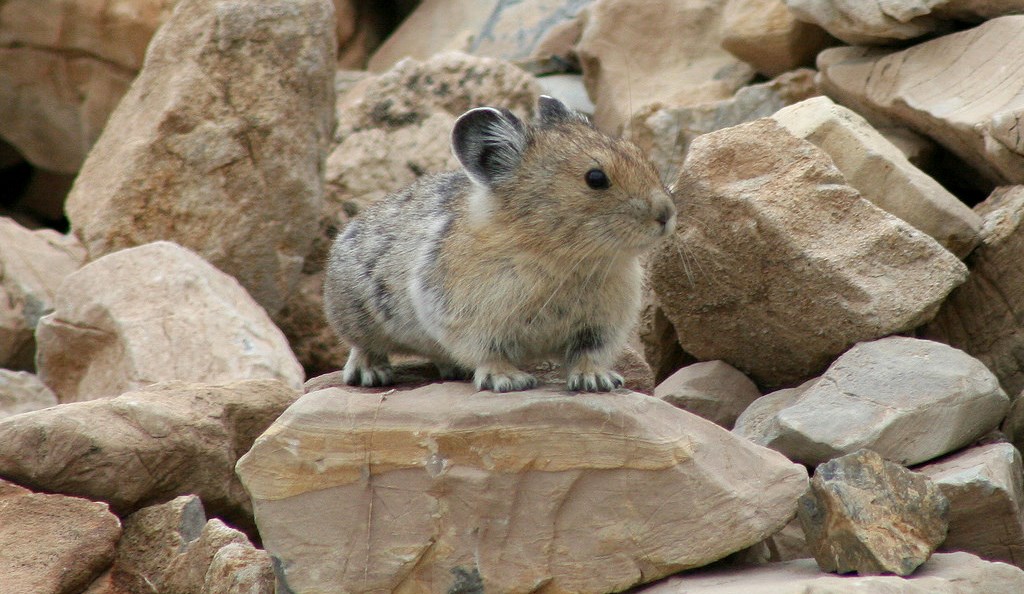 American pika Small furry rodent on and among rocks its own body size