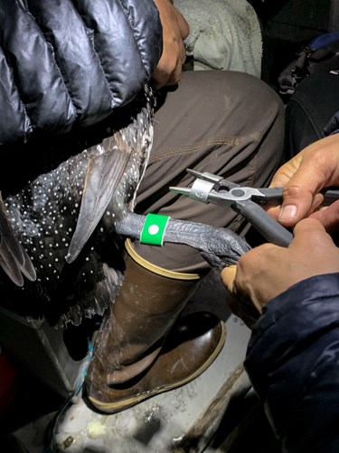 Closeup of a bright green plastic band placed around a loon's leg.