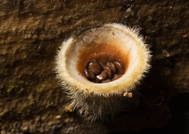 Tiny, oval spores lie on the bottom of a nest-like, circular fungus.
