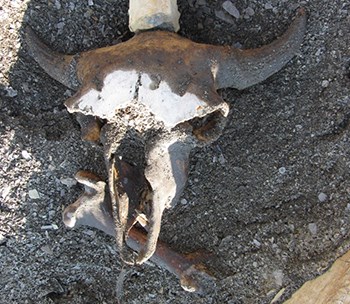 Bison skull and bone on rocky ground