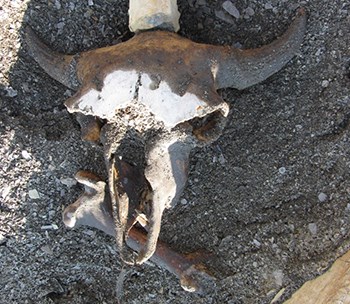 Bison skull Bison skull and bone on rocky ground