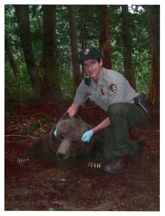 Ranger squats next to drugged grizzly bear.