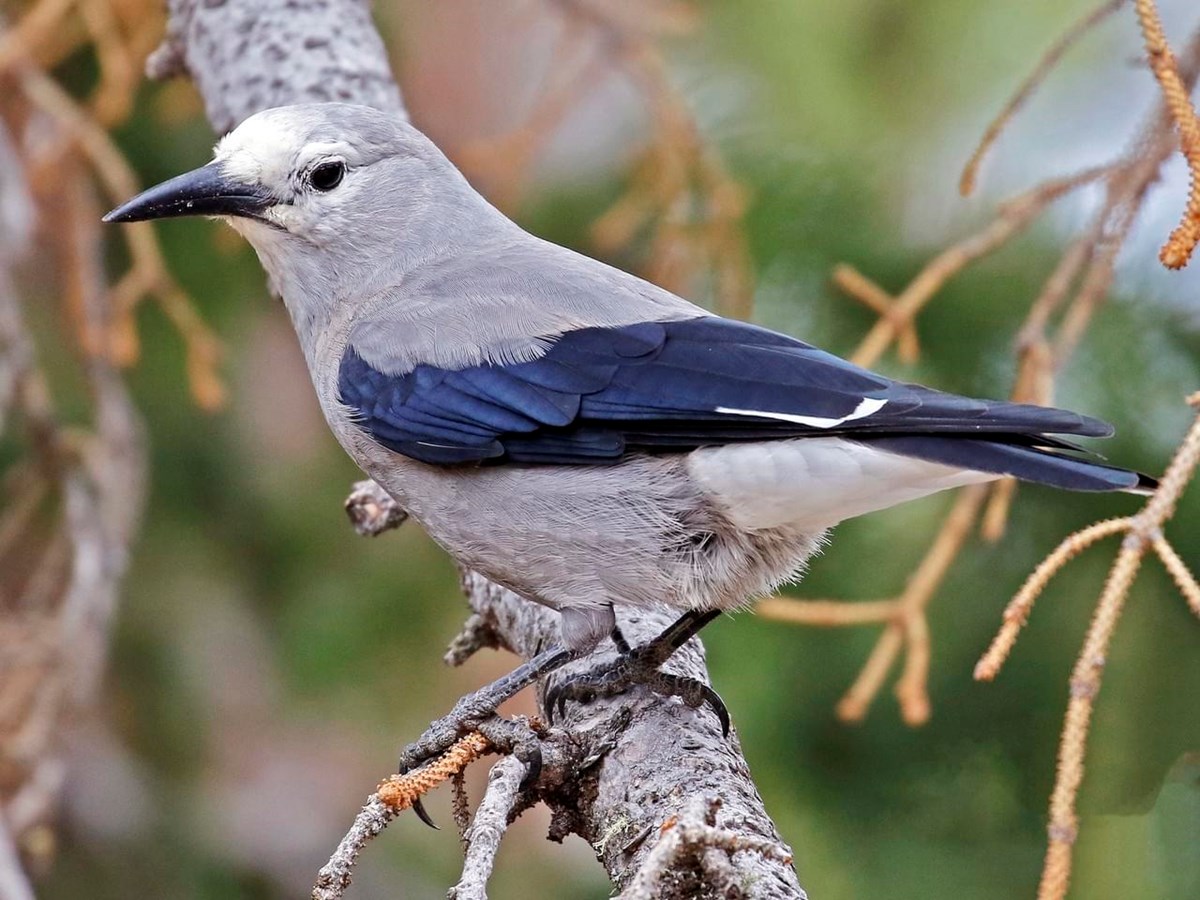 Gray-bodied bird with dark blue/black feathers on wing and a dagger-like bill. Gray-bodied bird with dark blue/black feathers on wing and a dagger-like bill.