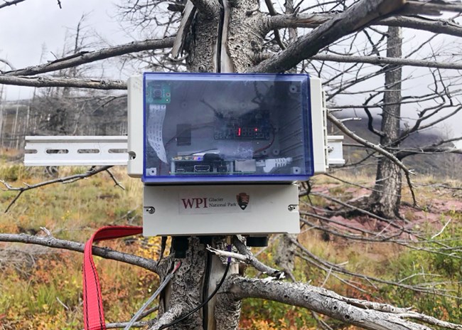 A see through box with electronics in it is attached to a tree.
