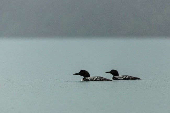 Common Loon pair in rain A pair of elegant black-and-white water birds float on a lake in the rain