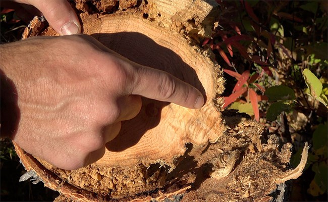 A hand points at abnormal-looking tree rings on a small, cross-section of a tree.